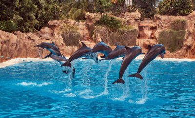 Dive into Joy: The Ultimate Guide to Interacting with Cabo Dolphins