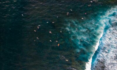 The Return of Whale Season: Witness Nature’s Grandest Show in Los Cabos